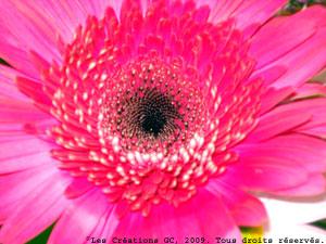 Trilogie : Seule (3), la fin…