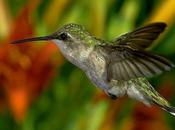 Oiseau poche (Teresa Rita Lopes)