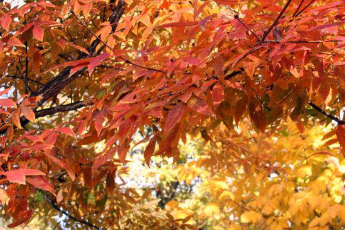 acer trif paris 30 oct 2010 155.jpg