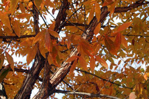 acer trif paris 30 oct 2010 156.jpg