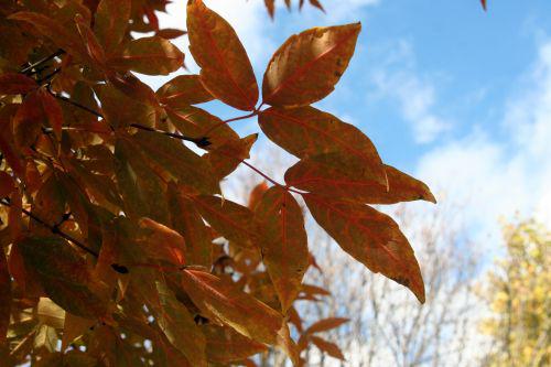 acer trif feuille paris 30 oct 2010 157.jpg
