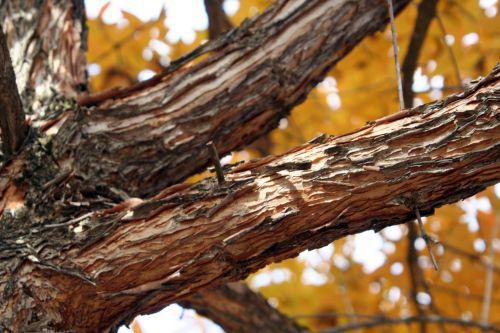 acer trif branches paris 30 oct 2010 160.jpg