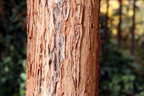 acer trif tronc paris 30 oct 2010 159.jpg