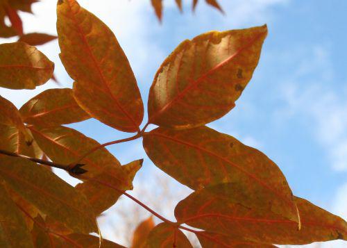 acer trif folioles paris 30 oct 2010 157.jpg