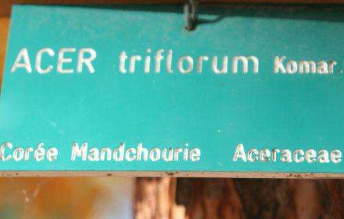 acer trif étiq paris 30 oct 2010 158.jpg