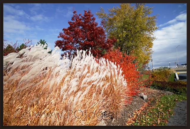 Automne urbain - automne champêtre