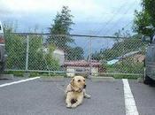 bestiaire bien d'actualité....