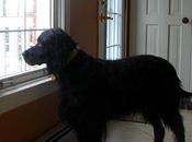 revanche l'Écossais