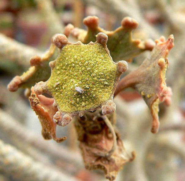 L'IMAGE DU JOUR: Dorstenia gigas