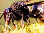 frelon asiatique atteint côtes Méditerranée