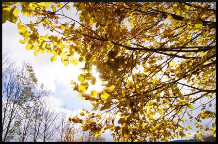 couleurs d’automne