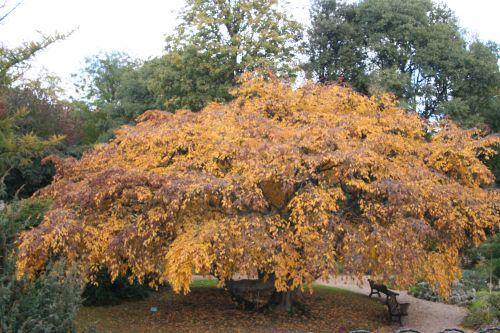 carpinus betulus paris 30 oct 2010 134.jpg
