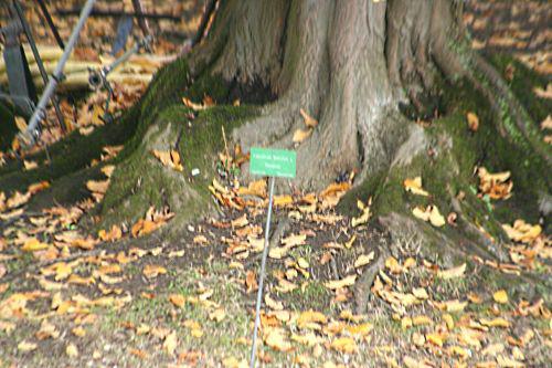 carpinus base paris 30 oct 2010 p 133.jpg