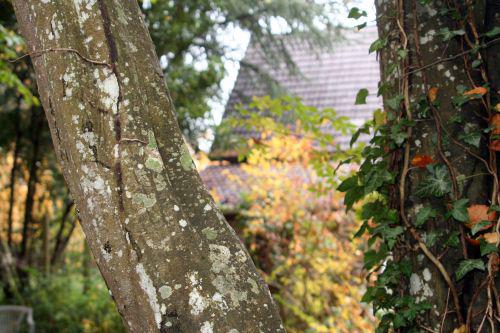 carpinus veneux 7 nov 2010 008.jpg