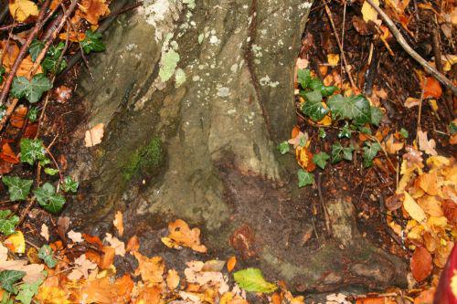 carpinus veneux 7 nov 2010 005.jpg