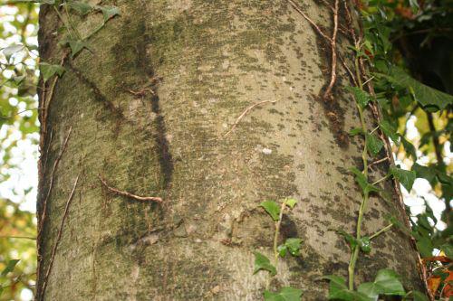 fagus tronc veneux 7 nov 2010 012.jpg