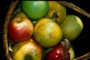 Journées de la Pomme et des produits Naturels ce week-end à Bastelica