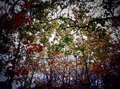 Sunday Autumn Sunday…