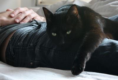 Miaou...