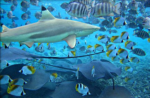requin pointe noire, raie à Bora Bora
