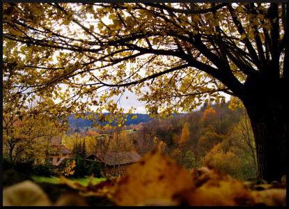 Dans les feuilles