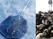 Emboodhu Finolhu, novembre 1992