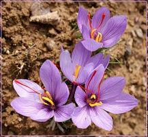 to_crocus_sativus_safrandsc01509_2