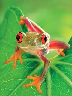 La grenouille qui voulait se faire plus méchante que la..mygale