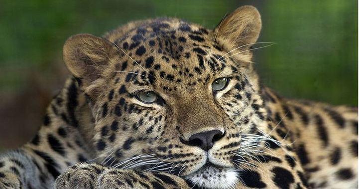 L'IMAGE DU JOUR: Panthère de l’Amour