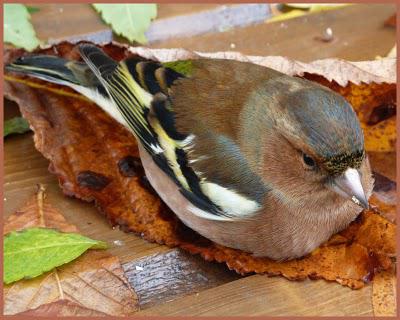 Opération sauvetage ...