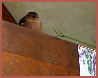 Opération sauvetage ...