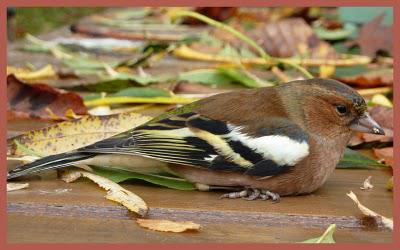 Opération sauvetage ...