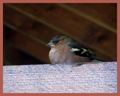 Opération sauvetage ...