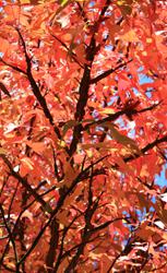 automne branche arbre