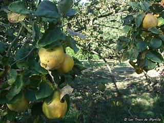 Automne (Corner View)