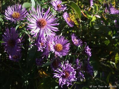 Automne (Corner View)