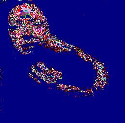 Lumière tremblante (Michel Thion)