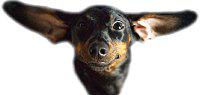 chien-souris.JPG