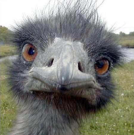 autruche
