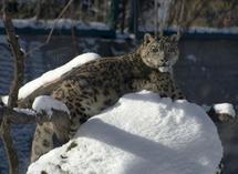 Apple publie la mise à jour Mac OS X 10.6.5...