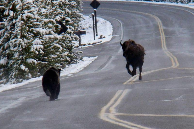 Début novembre, un automobiliste qui circulait sur une route du parc naturel de Yellowstone, aux États-Unis, a assisté à une scène inhabituelle : un grizzli poursuivant un buffle sur la chaussée. Le bovidé a finalement réussi à s'enfuir dans les bois.