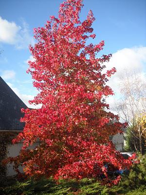 Structure fractale  et schizophrénie .