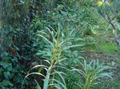 Nettoyage d'automne (suite) journal novembre 2010