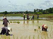 Novembre 2010 Récolte commence.