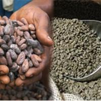 Une nouvelle race d'intermédiaires dans les filières Cacao-café : les agents relais 