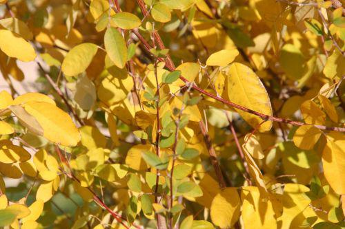 campylotropis feuilles paris 30 oct 2010 114.jpg