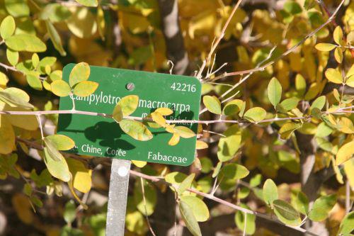 campylotropis étiq paris 30 oct 2010 112.jpg