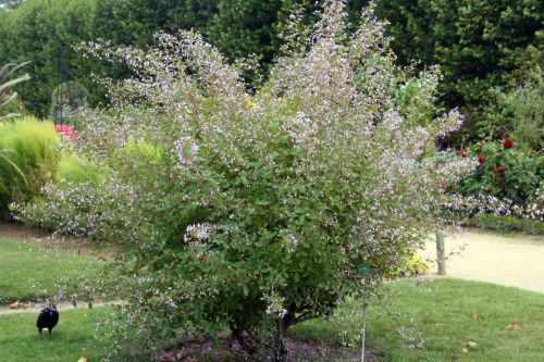 campylotropis fleurs paris 26 sept 2010 128.jpg