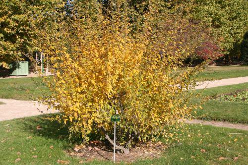 campylotropis paris 30 oct 2010 110.jpg