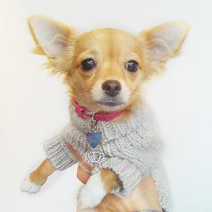 Vêtement pour Chihuahua - Habit pour Chihuahua